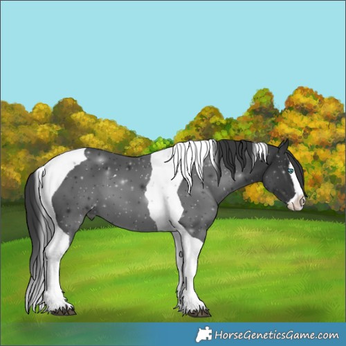 Horse Color:Black Splash Tobiano 