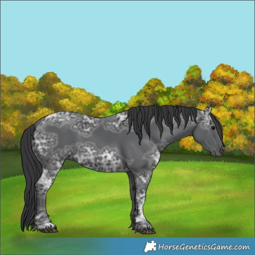 Horse Color:Black Ice 