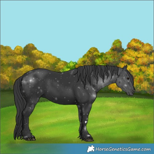 Horse Color:Black 