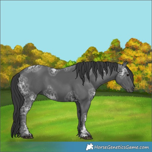 Horse Color:Black Ice 
