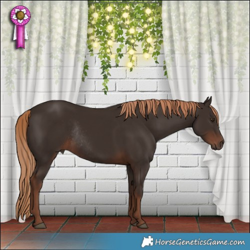 Horse Color:Liver Chestnut Rabicano 