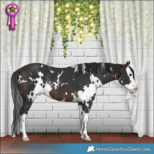Horse Color:White Spotted Brown Splash Rabicano 