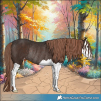 Horse Color:Liver Chestnut Splash Appaloosa Rabicano 