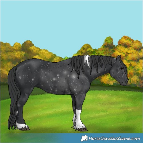 Horse Color:Black Tobiano 