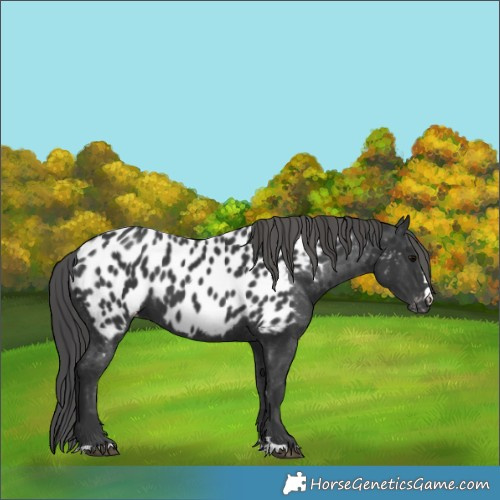 Horse Color:Black Appaloosa 