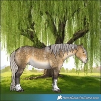 Horse Color:Powder White Silver Buckskin Dun Splash Tobiano