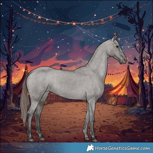 Horse Color:Grullo Appaloosa