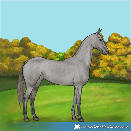 Horse Color:Grullo Appaloosa 