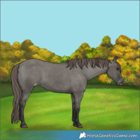 Horse Color:Grullo Appaloosa 