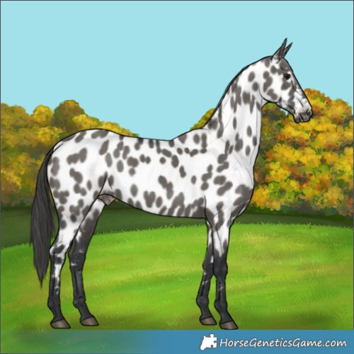 Horse Color:Grullo Appaloosa 