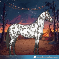 Horse Color:Grullo Near Leopard