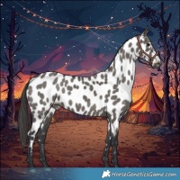 Horse Color:Grullo Appaloosa 