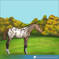 Horse Color:Buckskin Dun Appaloosa 