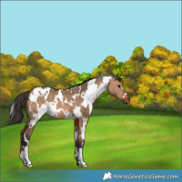Horse Color:White Spotted Bay Dun