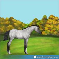 Horse Color:Grullo Roan Rabicano