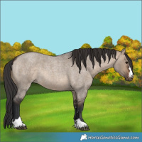 Horse Color:Brown Roan Dun