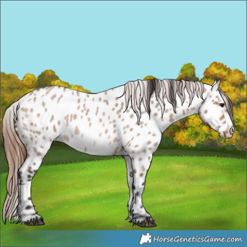 Horse Color:Bay Roan Dun Near Leopard 