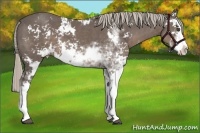 Horse Color:Silver Black Sabino 