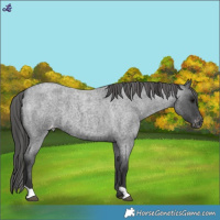 Horse Color:Blue Roan Varnish 