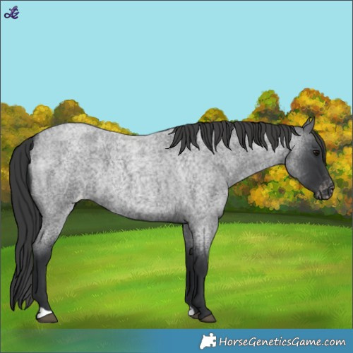 Horse Color:Blue Roan Varnish 