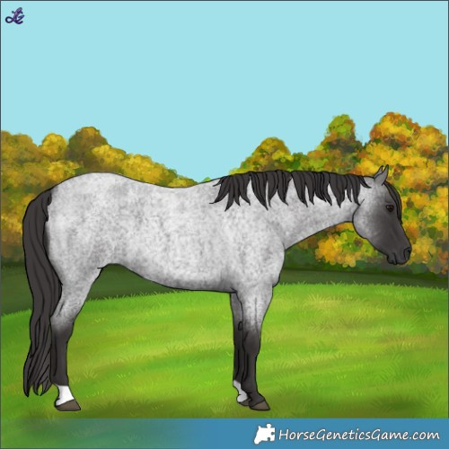 Horse Color:Smoky Blue Roan