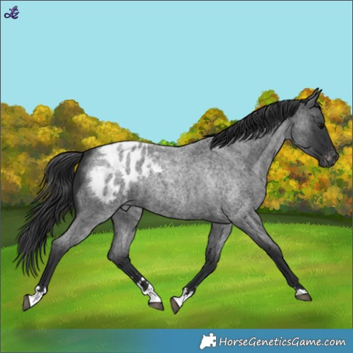 Horse Color:Blue Roan Blanket 