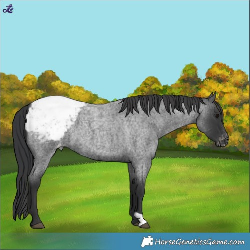 Horse Color:Blue Roan Appaloosa