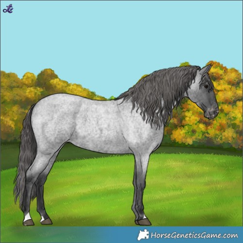 Horse Color:Blue Roan Varnish 