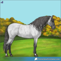 Horse Color:Blue Roan Varnish 