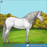 Horse Color:Smoky Blue Roan Varnish