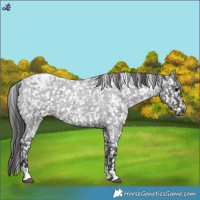 Horse Color:Blue Roan Snowflake Varnish