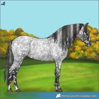 Horse Color:Blue Roan Snowflake Varnish