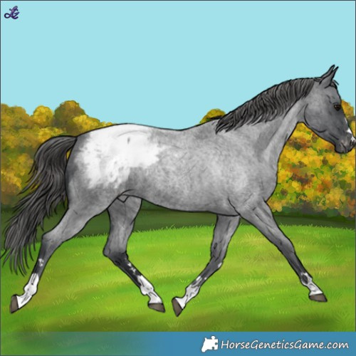 Horse Color:Blue Roan Appaloosa