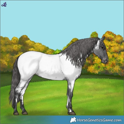 Horse Color:Blue Roan Near Fewspot 