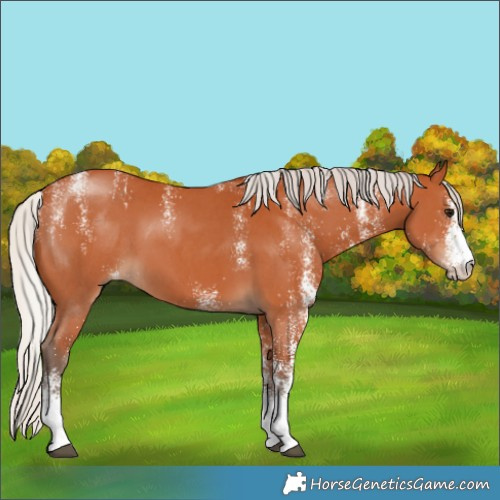 Horse Color:Powder White White Spotted Silver Bay 