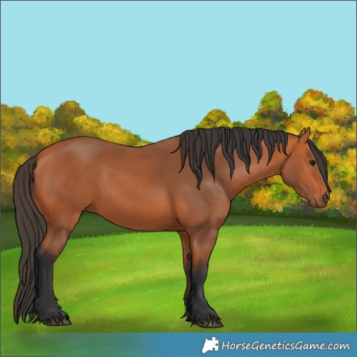 Horse Color:Bay 