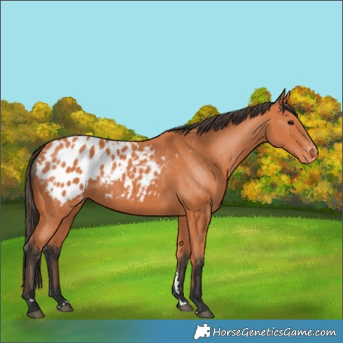 Horse Color:Bay Appaloosa