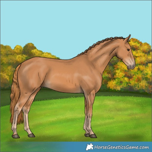 Horse Color:Chestnut Rabicano