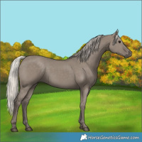 Horse Color:Silver Grullo 