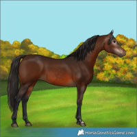 Horse Color:Gray Bay