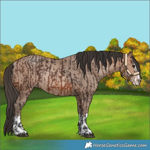 Horse Color:Brown Rabicano  and Sable Champagne Rabicano 