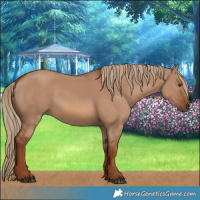 Horse Color:Red Dun 