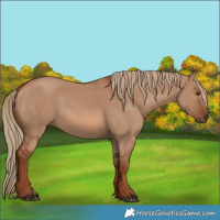 Horse Color:Red Dun 