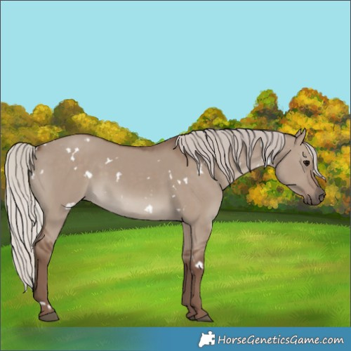Horse Color:White Spotted Silver Grullo Rabicano 