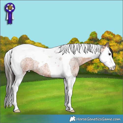 Horse Color:Bay Roan Splash Tobiano