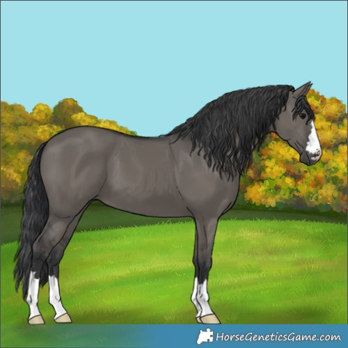 Horse Color:Grullo 