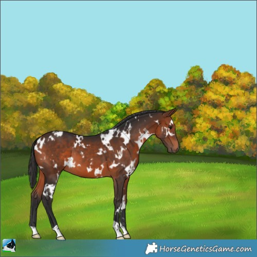 Horse Color:White Spotted Bay 