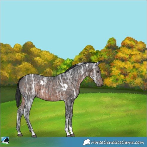 Horse Color:White Spotted Brown Ice Tobiano 