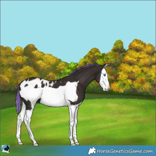 Horse Color:Painted Liver Chestnut Splash Frame Appaloosa