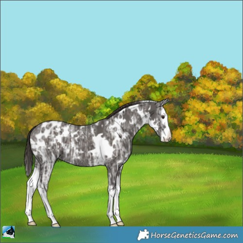 Horse Color:White Spotted Liver Chestnut Ice Splash Appaloosa 